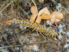 Scolopendra cingulata