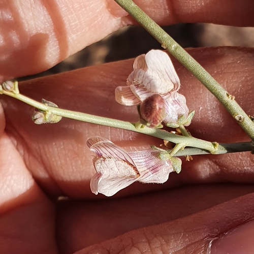 Image of Acanthorrhinum ramosissimum by (c) Mehdi Chetibi, some rights reserved (CC BY)