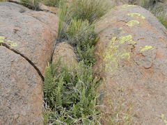 Cheilanthes buchtienii