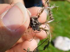 Onobrychis squarrosa