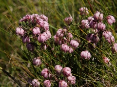Erica cooperi