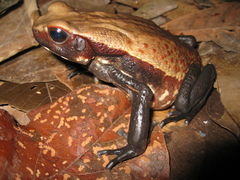 Rhaebo guttatus