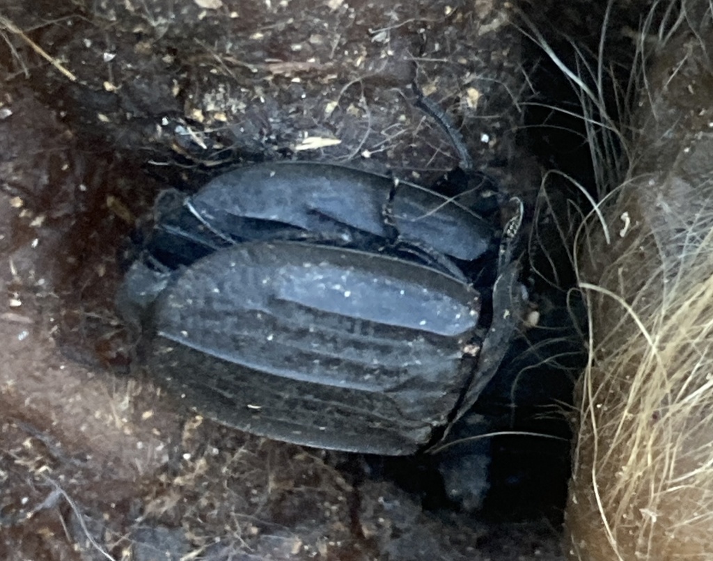 Carrion Beetle