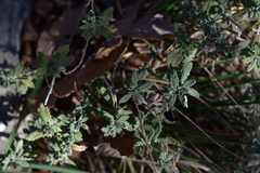 Teucrium capitatum capitatum