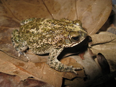 Rhinella major