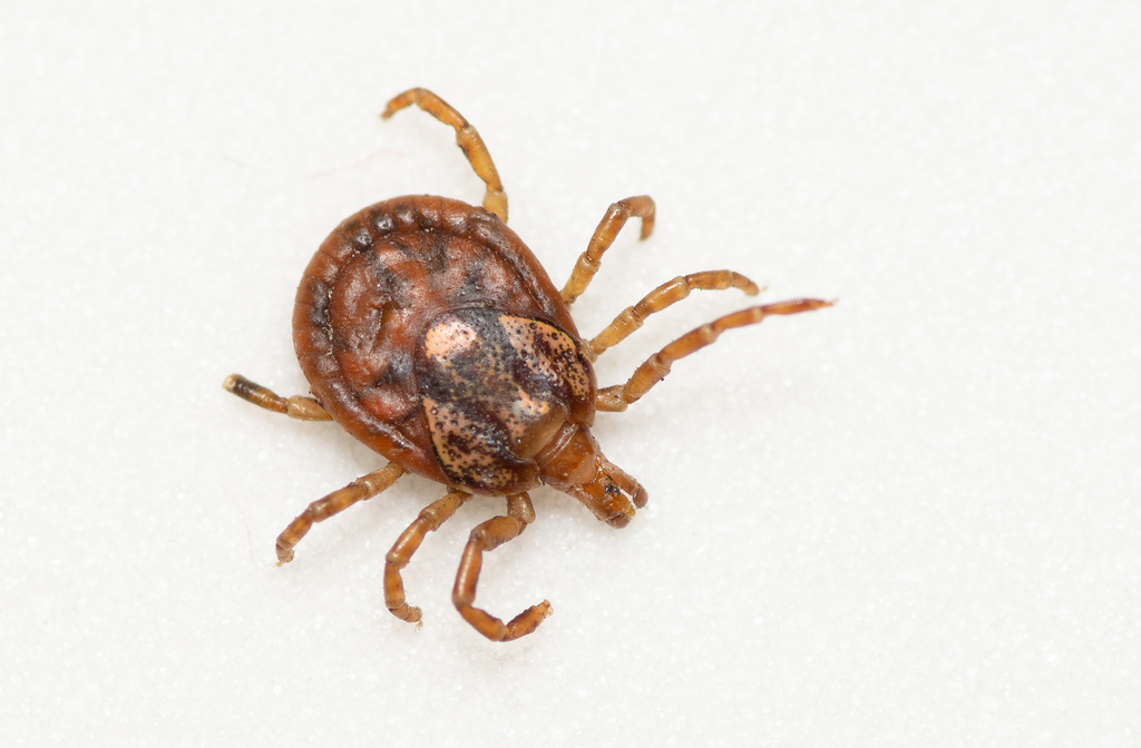 Amblyomma rotundatum