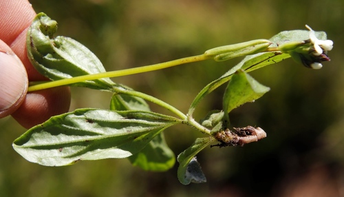 Image of Buchnera simplex by (c) Tony Rebelo, some rights reserved (CC BY-SA)