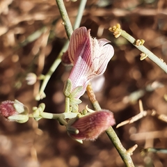 Acanthorrhinum ramosissimum image