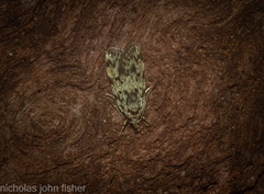 Barea subviridella