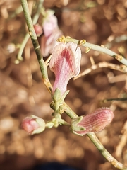 Acanthorrhinum ramosissimum image