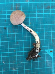 Aureoboletus viscidipes