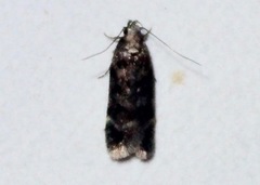 Chionodes thoraceochrella