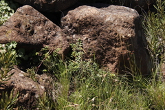Cheilanthes quadripinnata