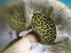 Aureoboletus viscidipes