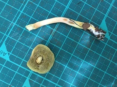 Aureoboletus viscidipes