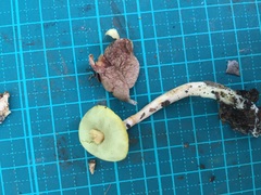 Aureoboletus viscidipes