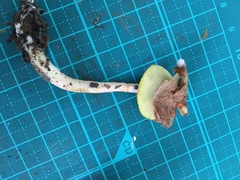 Aureoboletus viscidipes