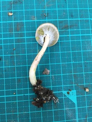 Aureoboletus viscidipes