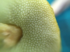 Aureoboletus viscidipes