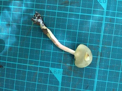 Aureoboletus viscidipes