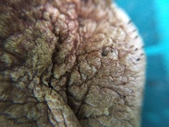 Aureoboletus viscidipes