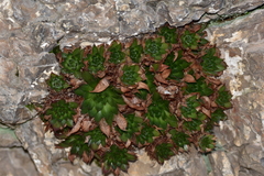 Sempervivum marmoreum
