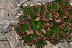 Sempervivum marmoreum