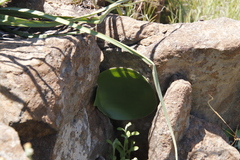 Haemanthus humilis
