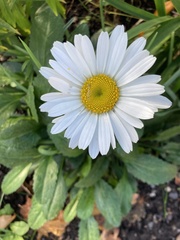 Leucanthemum vulgare