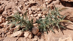 Reseda villosa