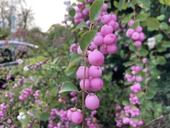 Symphoricarpos orbiculatus