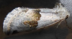 Plagiomimicus dimidiata
