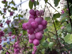 Symphoricarpos orbiculatus