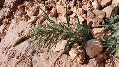 Reseda villosa