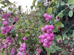 Symphoricarpos orbiculatus