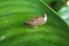 Parthena acutangula