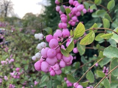 Symphoricarpos orbiculatus