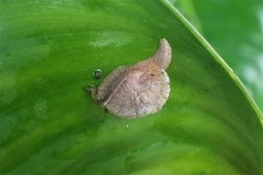 Parthena acutangula