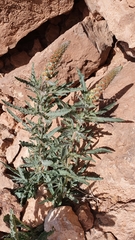 Reseda villosa