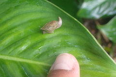 Parthena acutangula