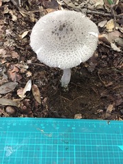 Amanita sinensis