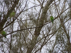 Eupsittula nana