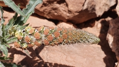 Reseda villosa