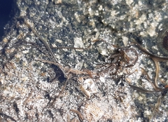 Nemertopsis bivittata