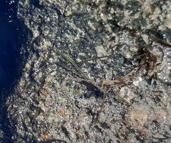 Nemertopsis bivittata