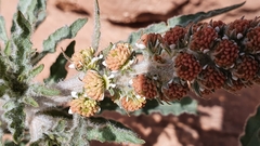 Reseda villosa