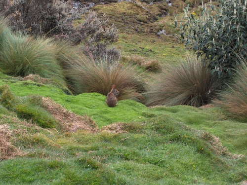 Andean Cottontail