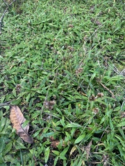 Euchiton gymnocephalus