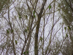 Eupsittula nana