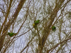 Eupsittula nana